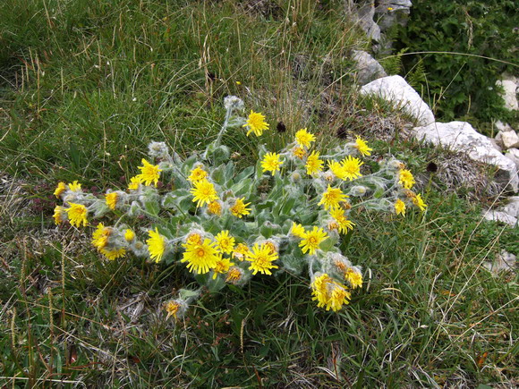 Monte Baldo - Hieracium sp.